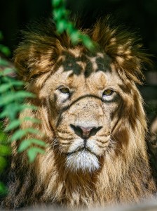 "I was the lion!" Aslan explains he was working through the pains of life to guide (and even bless) Shasta's journey. 